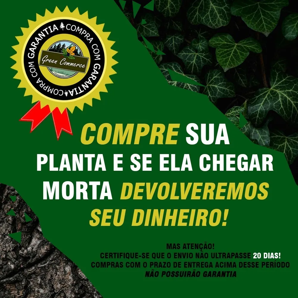 Muda De Jabuticaba Sabará - A Mais Doce + Am De Adubo Grátis - Imagem 4