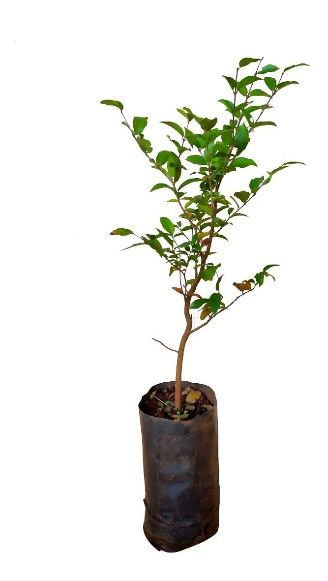 Muda De Jabuticaba Sabará - A Mais Doce + Am De Adubo Grátis - Imagem 2