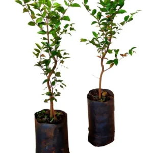 Muda De Jabuticaba Sabará - A Mais Doce + Am De Adubo Grátis