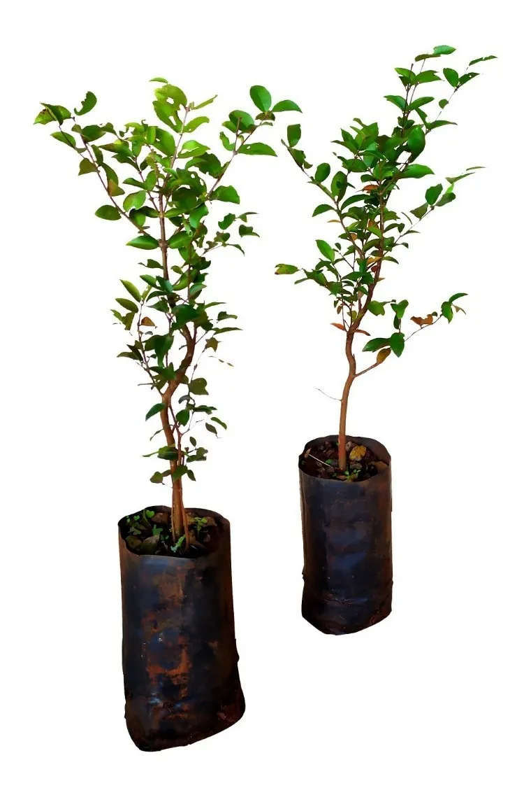 Muda De Jabuticaba Sabará - A Mais Doce + Am De Adubo Grátis