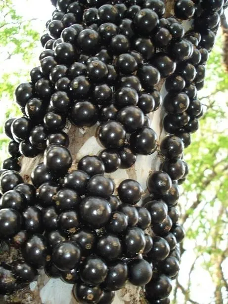 Muda De Jabuticaba Sabará - A Mais Doce + Am De Adubo Grátis - Imagem 3